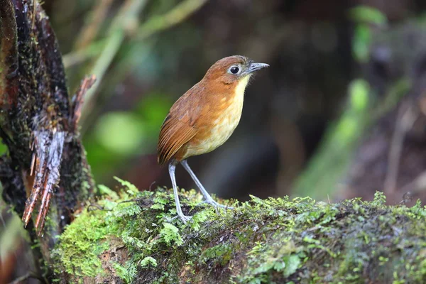 Sarı memeli antpitta (Grallaria flavotincta), Grallaridae familyasından bir kuş türü. Bu fotoğraf Ekvador 'da çekildi..