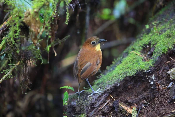 Sarı memeli antpitta (Grallaria flavotincta), Grallaridae familyasından bir kuş türü. Bu fotoğraf Ekvador 'da çekildi..
