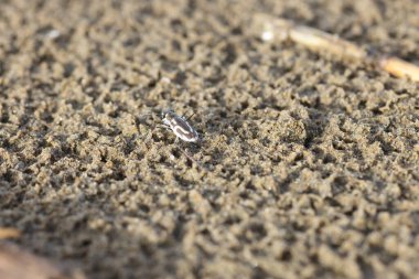 Abroscelis anchoralis, Abroscelis familyasından bir kaplan böceği türü. Larvalar plajdaki mikro habitatlarda yaşar. Bu fotoğraf Japonya 'da çekildi..