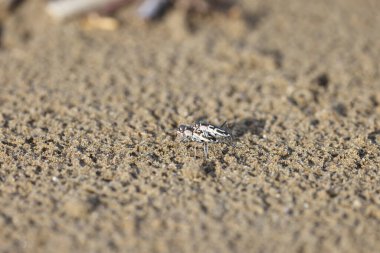 Abroscelis anchoralis, Abroscelis familyasından bir kaplan böceği türü. Larvalar plajdaki mikro habitatlarda yaşar. Bu fotoğraf Japonya 'da çekildi..