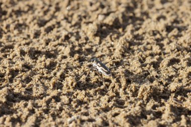 Abroscelis anchoralis, Abroscelis familyasından bir kaplan böceği türü. Larvalar plajdaki mikro habitatlarda yaşar. Bu fotoğraf Japonya 'da çekildi..