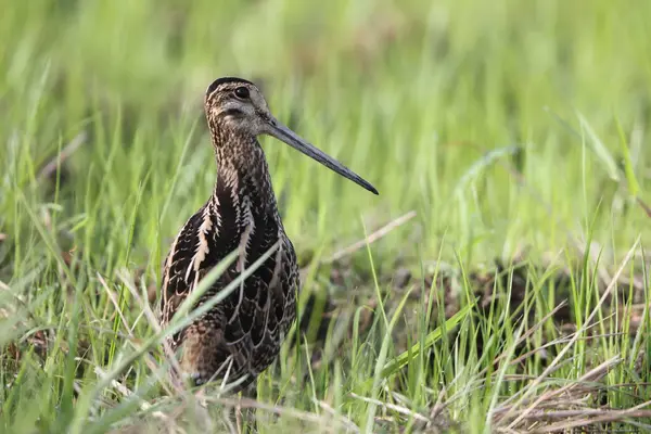 Swinhoe Snipe Gallinago Megala Also Known Forest Snipe Chinese Snipe — Stock Photo, Image