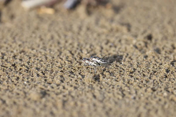 Abroscelis anchoralis, Abroscelis familyasından bir kaplan böceği türü. Larvalar plajdaki mikro habitatlarda yaşar. Bu fotoğraf Japonya 'da çekildi..