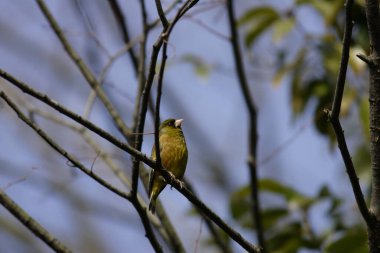 Japonya 'da doğu ispinozu (Chloris sinica)