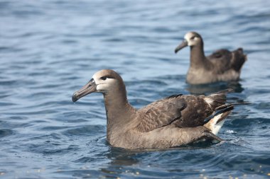 Siyah ayaklı albatros (Diomedea veya Phoebastria nigripes), albatros familyasından Kuzey Pasifik 'te yaşayan büyük bir deniz kuşudur. Bu fotoğraf Japonya 'da çekildi..