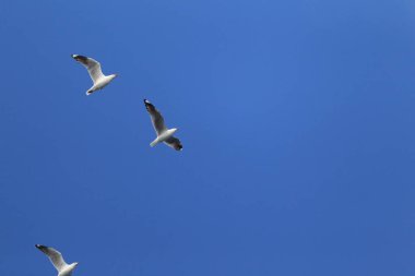 Gümüş martı (Chroicocephalus novaehollandiae) Avustralya 'nın en yaygın martısıdır..