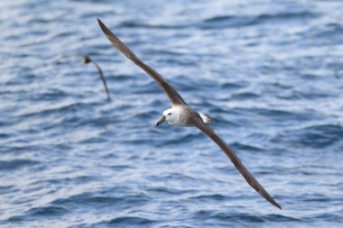 Kara kaşlı albatros (Thalassarche veya Diomedea melanofris), albatros familyasından büyük bir deniz kuşudur..