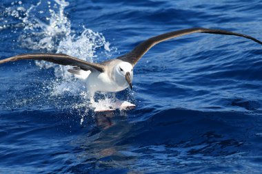 Kara kaşlı albatros (Thalassarche veya Diomedea melanofris), albatros familyasından büyük bir deniz kuşudur..