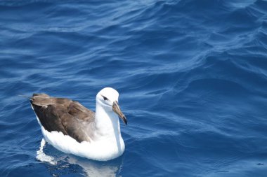 Kara kaşlı albatros (Thalassarche veya Diomedea melanofris), albatros familyasından büyük bir deniz kuşudur..