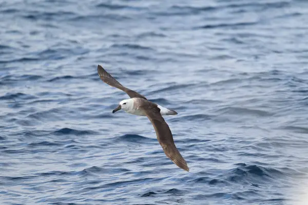 Black Browed Albatross Thalassarche Diomedea Melanophris Also Known Black Browed — Stock Photo, Image