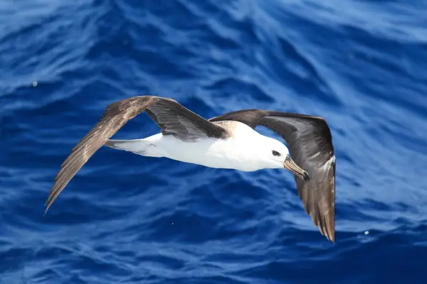 Kara Kaşlı Albatros Thalassarche Veya Diomedea Melanofris Albatros Familyasından Büyük — Stok fotoğraf