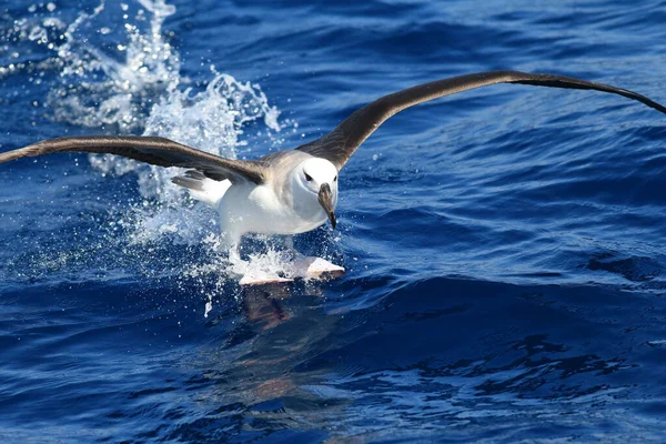 Den Svartbrynta Albatross Thalassarche Eller Diomedea Melanophris Även Känd Som — Stockfoto