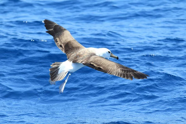 Fekete Böngészésű Albatrosz Thalassarche Vagy Diomedea Melanophris Más Néven Fekete — Stock Fotó