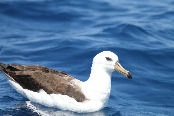Fekete Böngészésű Albatrosz Thalassarche Vagy Diomedea Melanophris Más Néven Fekete — Stock Fotó