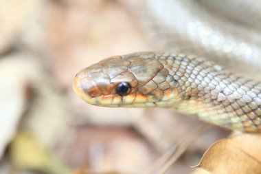 Japonya'da Japon orman ratsnake (elaphe conspicillata)
