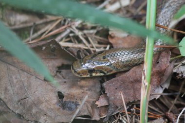 Japonya'da Japon orman ratsnake (elaphe conspicillata)