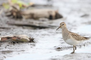 Göğüs çulluğu (