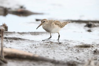 Göğüs çulluğu (