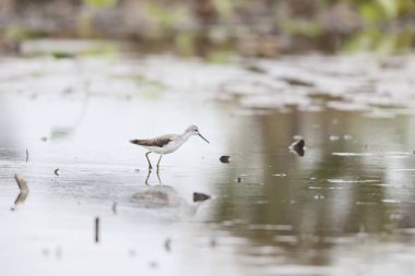 Bataklık düdükçüsü (Tringa stagnatilis) küçük bir balıkçıl. Oldukça küçük bir bıçaktır ve Avrupa 'nın doğusundan Rusya' nın uzak doğusuna kadar açık çayırlarda ve Tayga sulak arazilerinde ürer..