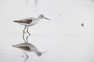 Bataklık düdükçüsü (Tringa stagnatilis) küçük bir balıkçıl. Oldukça küçük bir bıçaktır ve Avrupa 'nın doğusundan Rusya' nın uzak doğusuna kadar açık çayırlarda ve Tayga sulak arazilerinde ürer..