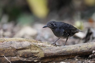 Sunda Thrush (Zoothera andromedae), Slaty mavi-gri ardıç kuşu güzel siyah-beyaz pullu kenarları ve ince ama ayırt edici bir yüz şekli vardır..