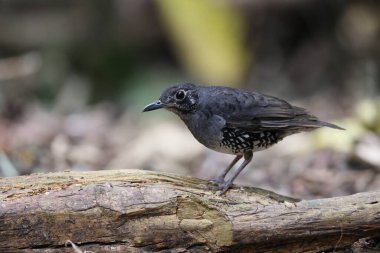 Sunda Thrush (Zoothera andromedae), Slaty mavi-gri ardıç kuşu güzel siyah-beyaz pullu kenarları ve ince ama ayırt edici bir yüz şekli vardır..