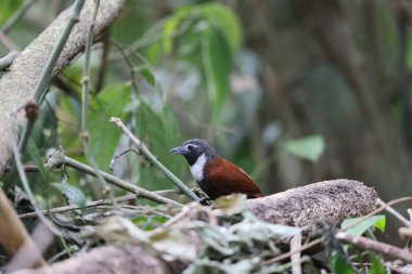 Beyaz önlüklü geveze (Stachyris thoracica), Timaliidae familyasından bir kuş türü. Bali ve Java 'da bulunur..