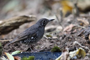 Sunda Thrush (Zoothera andromedae), Slaty mavi-gri ardıç kuşu güzel siyah-beyaz pullu kenarları ve ince ama ayırt edici bir yüz şekli vardır..