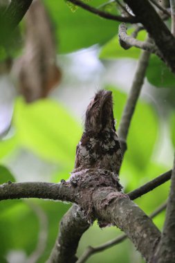 Javan Frogmouth (Batrachostomus javensis), Java 'ya özgü tek kurbağa ağızlıdır..
