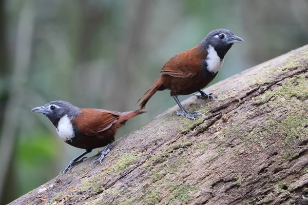 Beyaz önlüklü geveze (Stachyris thoracica), Timaliidae familyasından bir kuş türü. Bali ve Java 'da bulunur..