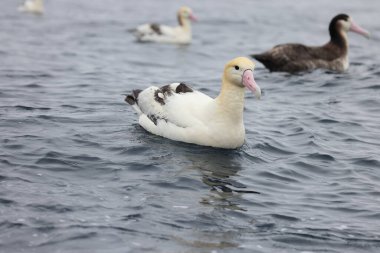 Kısa kuyruklu albatros ya da Steller albatrosu (Phoebastria albatrus), Kuzey Pasifik 'te yaşayan ender bulunan bir deniz kuşudur..