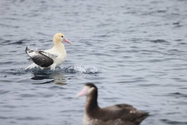 Kısa kuyruklu albatros ya da Steller albatrosu (Phoebastria albatrus), Kuzey Pasifik 'te yaşayan ender bulunan bir deniz kuşudur..