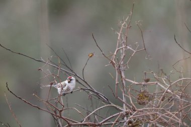 Acanthis flammea ispinozgiller (Acanthis flammea) familyasından bir kuş türü. Bu fotoğraf Japonya 'da çekildi..