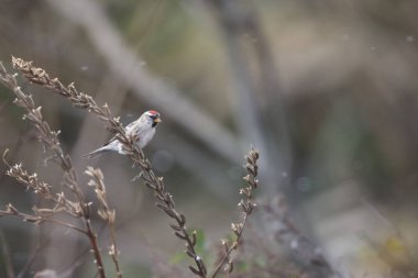 The common redpoll or mealy redpoll (Acanthis flammea) is a species of bird in the finch family. This photo was taken in Japan. clipart