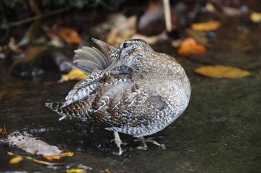 The solitary snipe (Gallinago solitaria) is a small stocky wader. It is found in the Palearctic from northeast Iran to Japan and Korea. This photo was taken in Japan. clipart