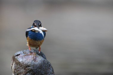  Javan mavi bantlı Kingfisher (Alcedo euryzona), Alcedininae familyasından bir balıkçı türüdür. Java 'nın her yerinde görülür..