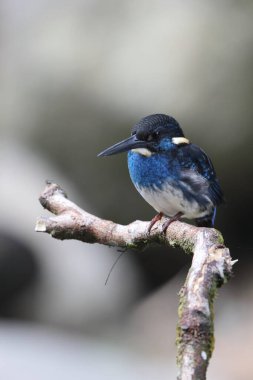  Javan mavi bantlı Kingfisher (Alcedo euryzona), Alcedininae familyasından bir balıkçı türüdür. Java 'nın her yerinde görülür..