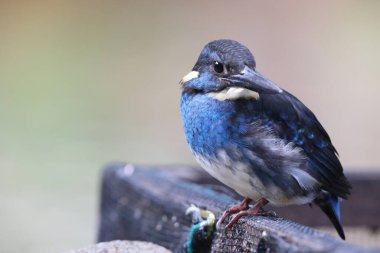  Javan mavi bantlı Kingfisher (Alcedo euryzona), Alcedininae familyasından bir balıkçı türüdür. Java 'nın her yerinde görülür..