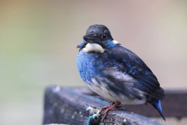  Javan mavi bantlı Kingfisher (Alcedo euryzona), Alcedininae familyasından bir balıkçı türüdür. Java 'nın her yerinde görülür..