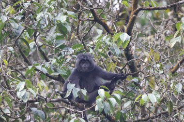 Doğu Javan langur (Trachypithecus auratus), Abanoz lutung, Javan langur ya da Javan lutung olarak da bilinir..