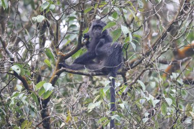 Doğu Javan langur (Trachypithecus auratus), Abanoz lutung, Javan langur ya da Javan lutung olarak da bilinir..