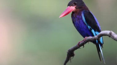 Javan Kingfisher (Halcyon siyanoventris), Endonezya 'nın Java ve Bali adalarına özgü bir balıkçıdır..