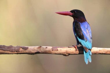 Javan Kingfisher (Halcyon siyanoventris), Endonezya 'nın Java ve Bali adalarına özgü bir balıkçıdır..
