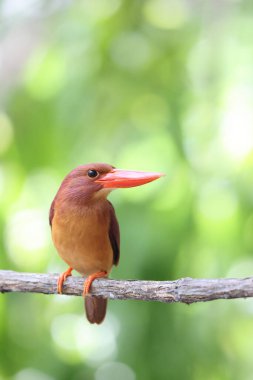 Lanetli balıkçı (