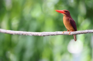 Lanetli balıkçı (
