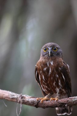 Kahverengi kitap (Ninox scutulata), ayrıca kahverengi şahin-baykuş olarak da bilinir. Bu fotoğraf Endonezya 'nın Java adasında çekildi (Ninox scutulata javanensis ).