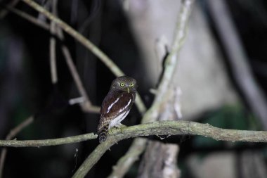 Javan baykuşu (Glaucidium castanopterum), Strigidae familyasından bir baykuş türüdür. Java ve Bali adalarına özgüdür..