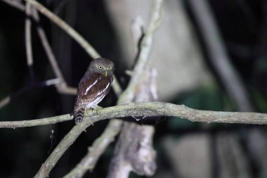 Javan baykuşu (Glaucidium castanopterum), Strigidae familyasından bir baykuş türüdür. Java ve Bali adalarına özgüdür..