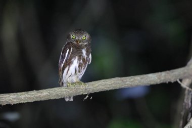 Javan baykuşu (Glaucidium castanopterum), Strigidae familyasından bir baykuş türüdür. Java ve Bali adalarına özgüdür..