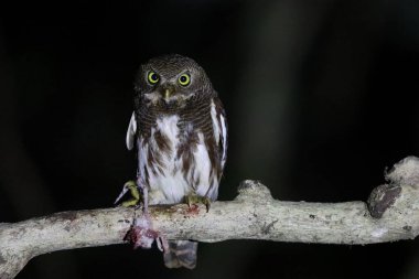 Javan baykuşu (Glaucidium castanopterum), Strigidae familyasından bir baykuş türüdür. Java ve Bali adalarına özgüdür..